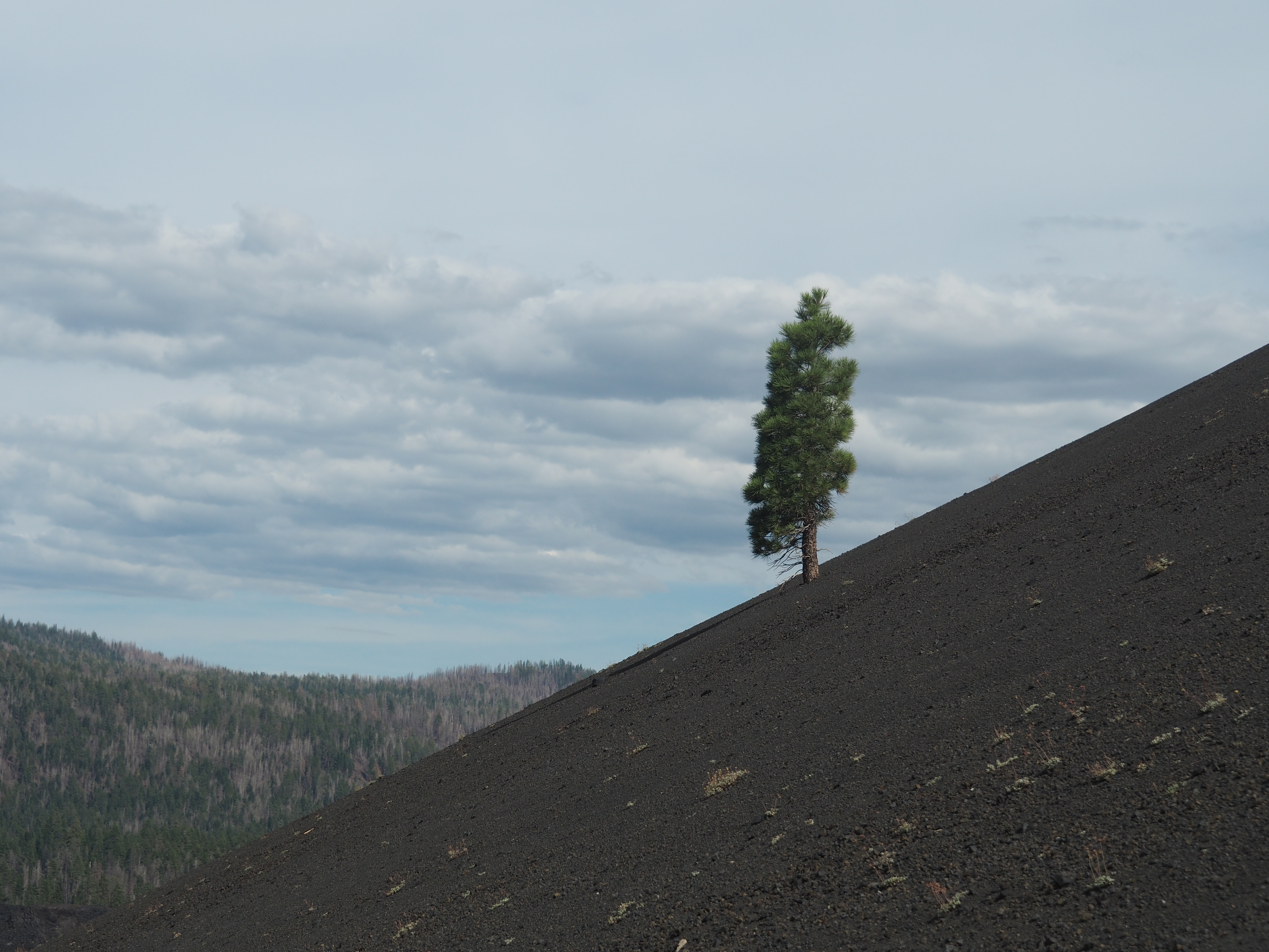 Pine on Cinder Cone